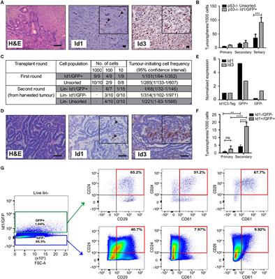 Id Proteins Promote a Cancer Stem Cell Phenotype in Mouse Models of Triple Negative Breast Cancer via Negative Regulation of Robo1